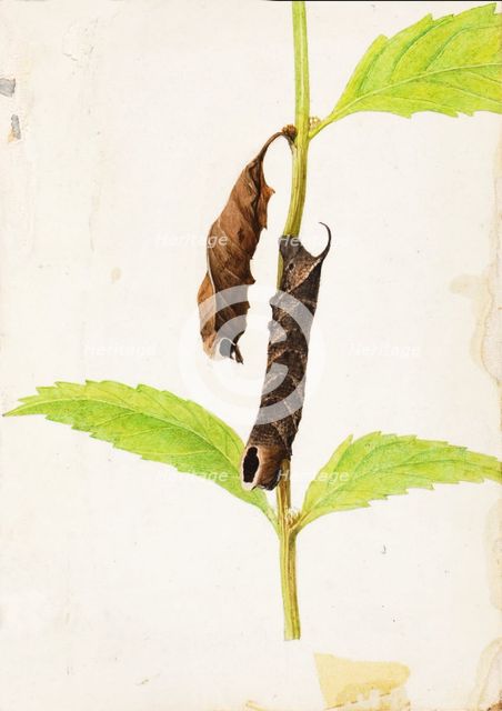 Curled Dead Leaf Mimicking Sphinx Caterpillar..., early 20th century. Creator: Gerald H. Thayer.