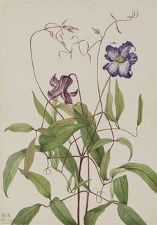 Curly Clematis (Clematis crispa), 1925. Creator: Mary Vaux Walcott