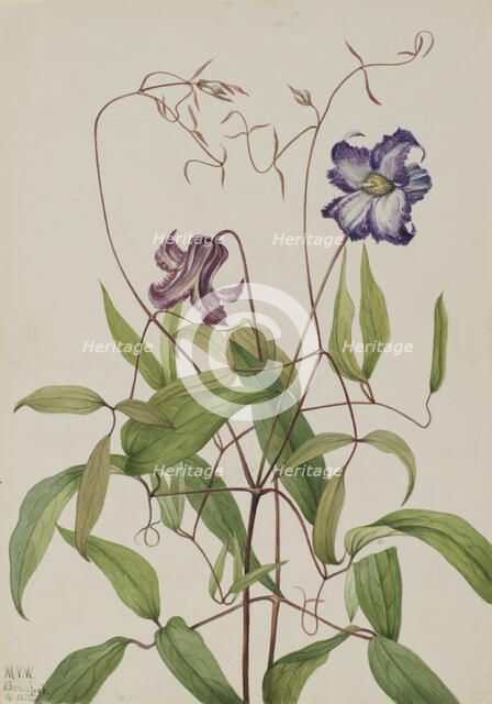 Curly Clematis (Clematis crispa), 1925. Creator: Mary Vaux Walcott.