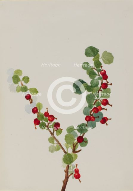 Currant (unfinished) (Ribes species), n.d. Creator: Mary Vaux Walcott.