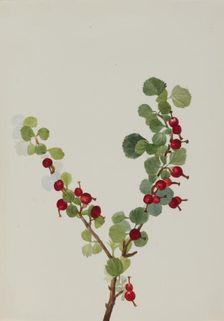 Currant (unfinished) (Ribes species), n.d. Creator: Mary Vaux Walcott
