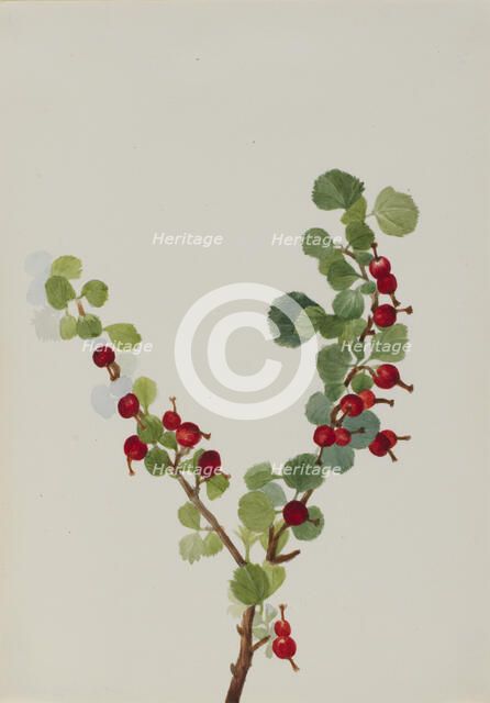 Currant (unfinished) (Ribes species), n.d. Creator: Mary Vaux Walcott.