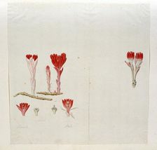 Cytinus Sanguineus (Thunb.) Faurc., 1777-1786. Creator: Robert Jacob Gordon