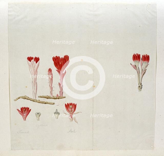 Cytinus Sanguineus (Thunb.) Faurc., 1777-1786. Creator: Robert Jacob Gordon.