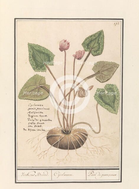 Cyclamen, 1596-1610.  Creators: Anselmus de Boodt, Elias Verhulst.