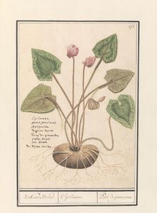 Cyclamen, 1596-1610. Creators: Anselmus de Boodt, Elias Verhulst