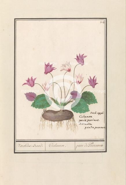 Cyclamen, 1596-1610.  Creators: Anselmus de Boodt, Elias Verhulst.