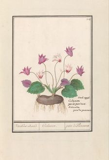 Cyclamen, 1596-1610. Creators: Anselmus de Boodt, Elias Verhulst