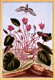 Cyclamen, pub. 1776. Creator: Pierre Joseph Buchoz (1731-1807)