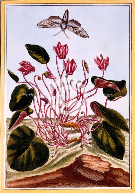 Cyclamen,  pub. 1776. Creator: Pierre Joseph Buchoz (1731-1807).