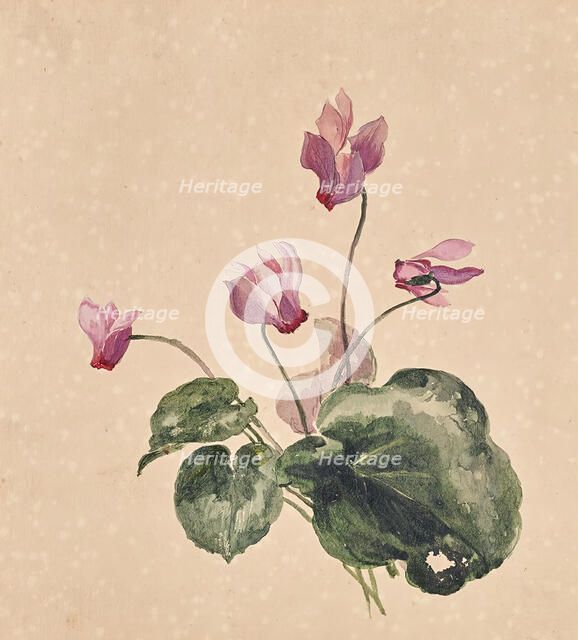 Cyclamen, undated. Creator: Anton Hartinger.