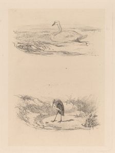 Cygne, heron. Creator: Karl Bodmer