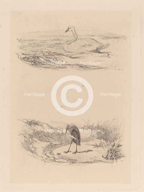 Cygne, heron. Creator: Karl Bodmer.