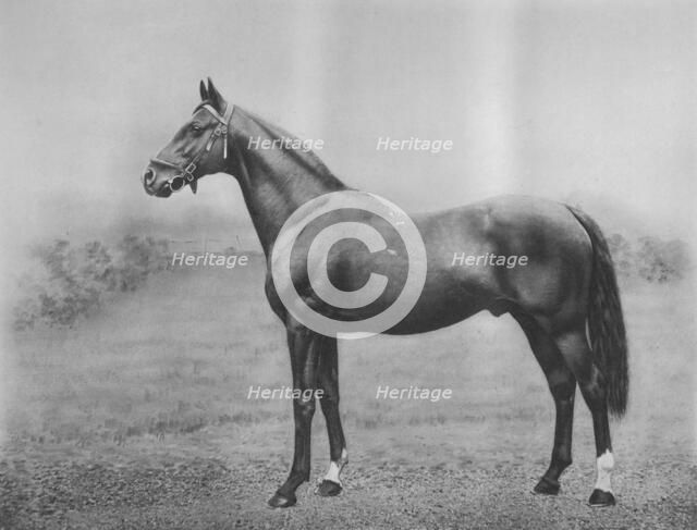 'Cyllene', 1911. Artist: Unknown.