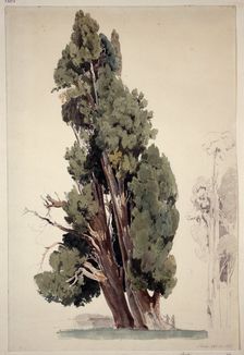 Cypresses in the park of the Villa d'Este in Tivoli, 1826. Creator: Ernst Fries