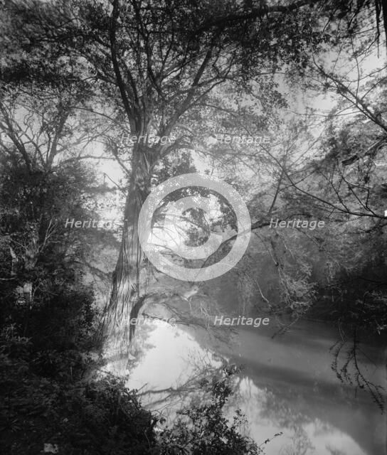 Cypress at Micos, between 1880 and 1897. Creator: William H. Jackson.