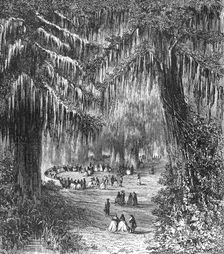 Cypress Gardens of Chapultepec; A Ride Round the Valley of Mexico 1875. Creator: Unknown
