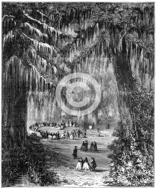 Cypress grove at Chapultepec, Mexico City, 1877. Artist: Unknown