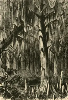 Cypress-Swamp 1872. Creator: J. G. Smithwick