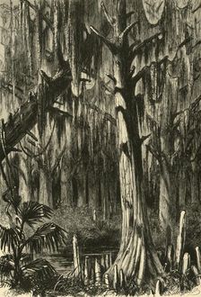 Cypress-Swamp 1872. Creator: J. G. Smithwick