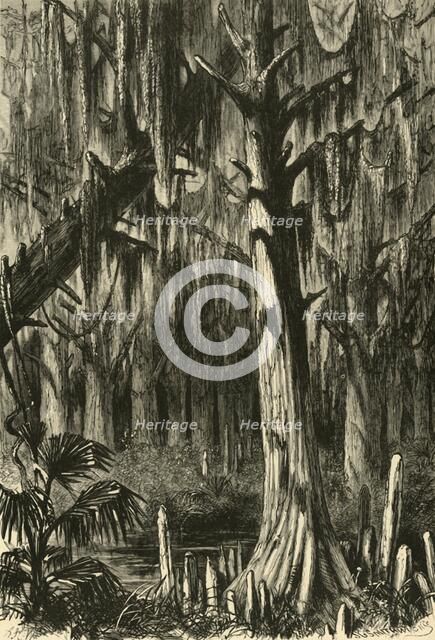 'Cypress-Swamp', 1872.  Creator: J. G. Smithwick.