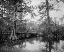 Cypress swamp, between 1880 and 1897. Creator: William H. Jackson