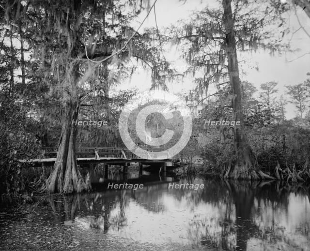 Cypress swamp, between 1880 and 1897. Creator: William H. Jackson.