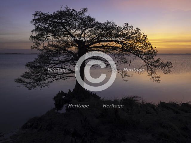 Cypress Sunset. Creator: Eve Turek.