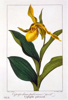 Cypripedium, pub. 1836. Creator: Panacre Bessa (1772-1846)