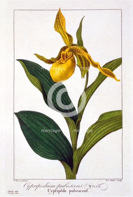 Cypripedium,  pub. 1836. Creator: Panacre Bessa (1772-1846).