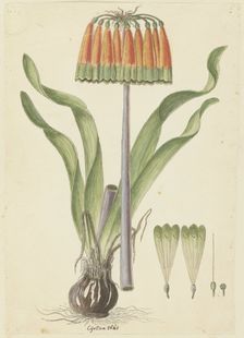 Cyranthus obliquus (L.f.) Aiton (Knysna lily), 1777-1786. Creator: Robert Jacob Gordon