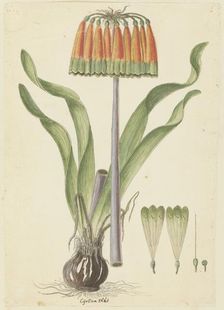 Cyranthus obliquus (L.f.) Aiton (Knysna lily), 1777-1786. Creator: Robert Jacob Gordon