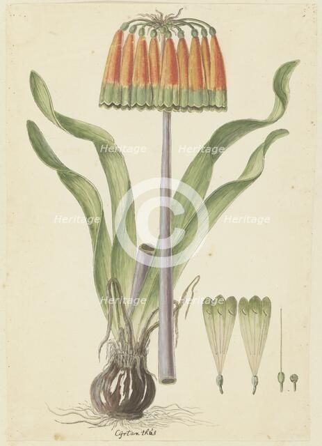 Cyranthus obliquus (L.f.) Aiton (Knysna lily), 1777-1786. Creator: Robert Jacob Gordon.