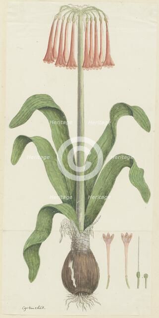 Cyrtanthus carneus Lindl.  (Sand-lily), 1777-1786. Creator: Robert Jacob Gordon.