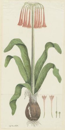 Cyrtanthus carneus Lindl. (Sand-lily), 1777-1786. Creator: Robert Jacob Gordon
