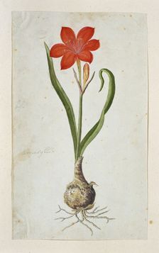 Cyrtanthus elatus (Jacq.) Traub (Flowering valotta; Fire lily; George lily), 1777-1786. Creator: Robert Jacob Gordon