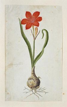 Cyrtanthus elatus (Jacq.) Traub (Flowering valotta; Fire lily; George lily), 1777-1786. Creator: Robert Jacob Gordon