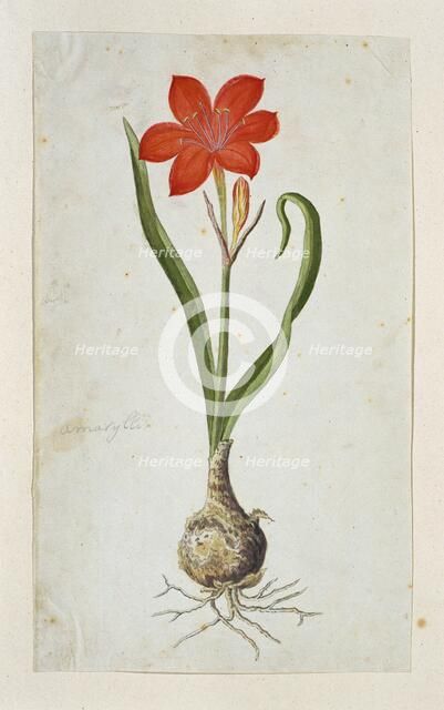 Cyrtanthus elatus (Jacq.) Traub (Flowering valotta; Fire lily; George lily), 1777-1786. Creator: Robert Jacob Gordon.