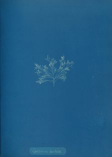 Cystoseira barbata, ca. 1853. Creator: Anna Atkins
