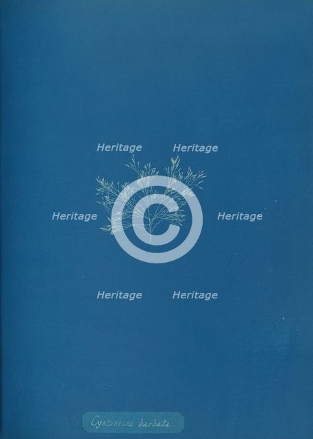 Cystoseira barbata, ca. 1853. Creator: Anna Atkins.