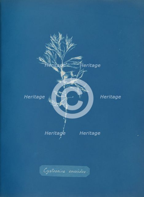 Cystoseira ericoides, ca. 1853. Creator: Anna Atkins.