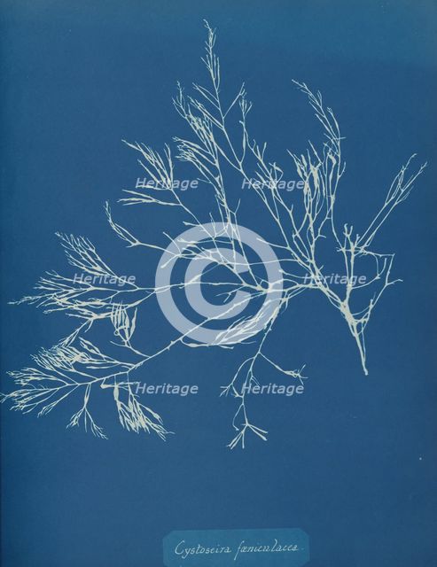 Cystoseira fæniculacea, ca. 1853. Creator: Anna Atkins.