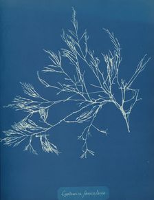 Cystoseira fæniculacea, ca. 1853. Creator: Anna Atkins