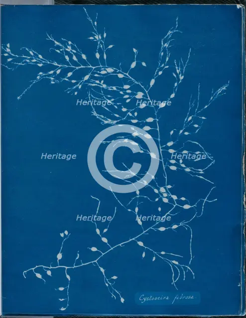 Cystoseira fibrosa, 1843 or 1844. Creator: Anna Atkins.