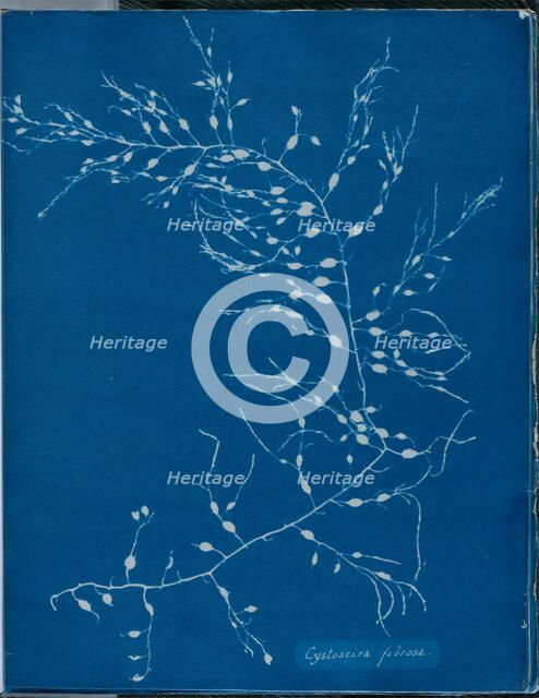 Cystoseira fibrosa, 1843 or 1844. Creator: Anna Atkins.
