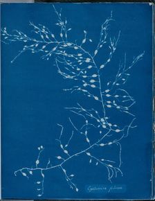 Cystoseira fibrosa, 1843 or 1844. Creator: Anna Atkins