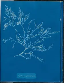 Cystoseira foeniculacea, 1843 or 1844. Creator: Anna Atkins