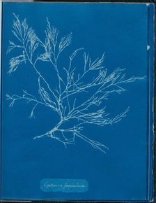 Cystoseira foeniculacea, 1843 or 1844. Creator: Anna Atkins