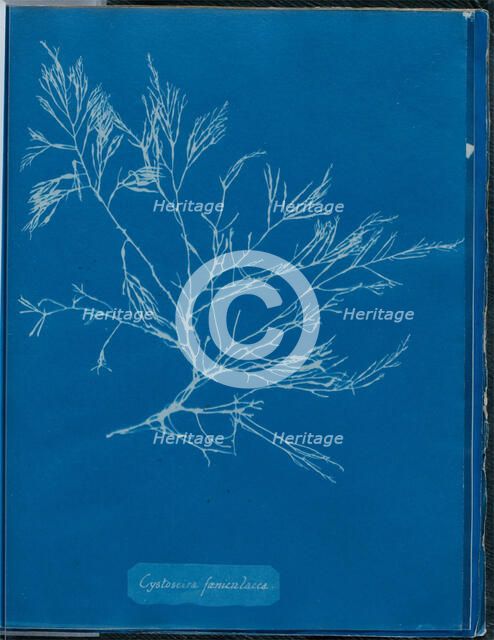 Cystoseira foeniculacea, 1843 or 1844. Creator: Anna Atkins.