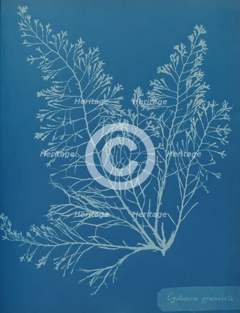 Cystoseira granulata, ca. 1853. Creator: Anna Atkins.